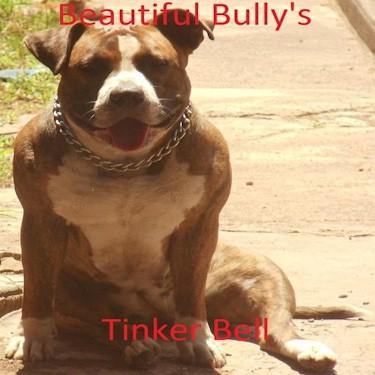 Beautiful Bullys Neera dam Tinker Bell Pit Bull.jpg